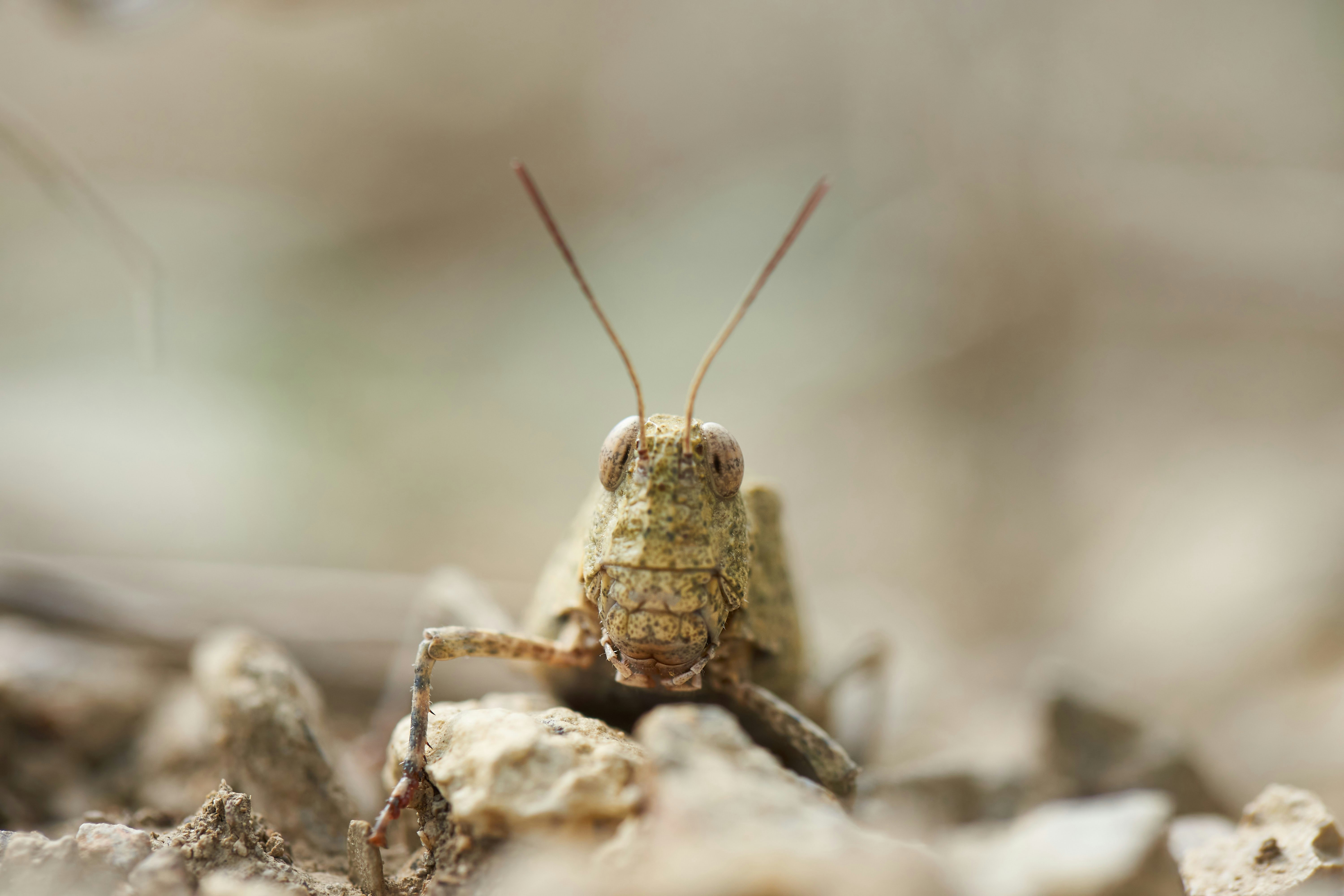 brown grasshopper on gray rock during daytime
